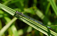 Azure Bluet (Young Male, Coenagrion puella)